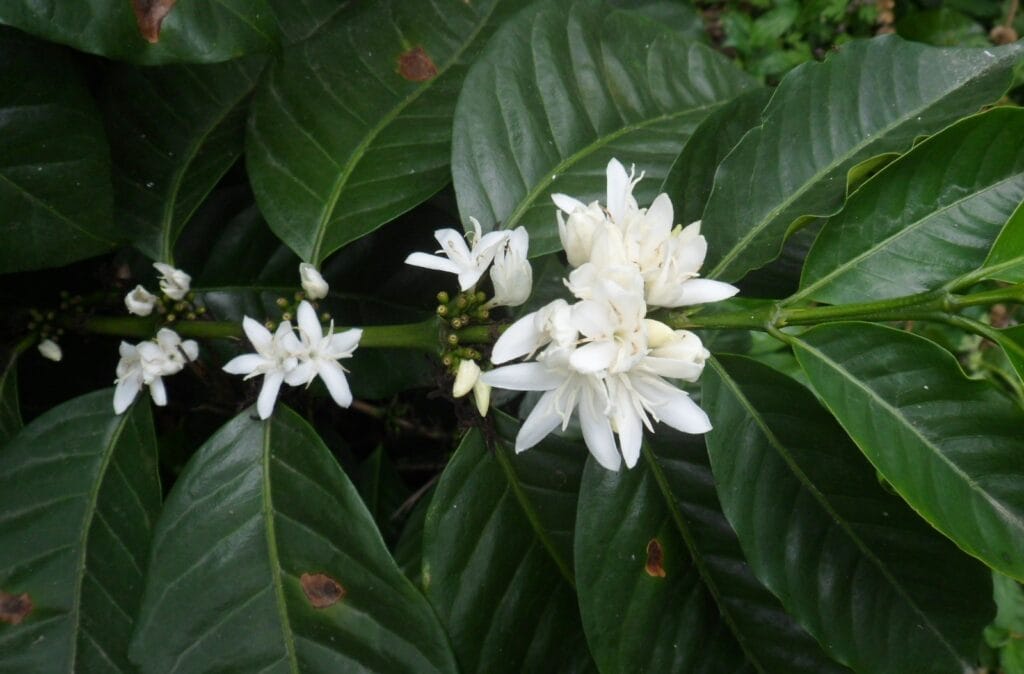 Fleur caféier Norandino Pérou