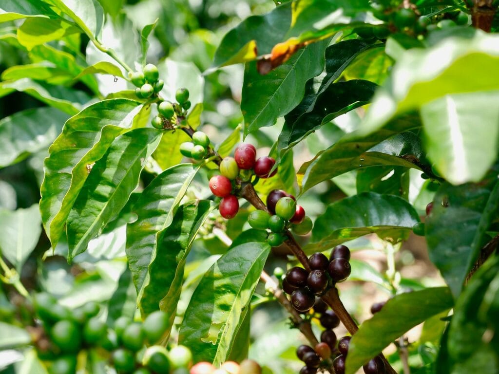 Café arabica Pérou